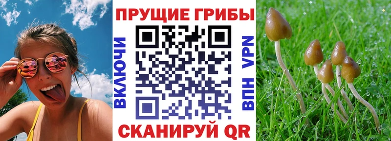Купить закладки  Петрозаводск  Галлюциногенные грибы Magic Shrooms 